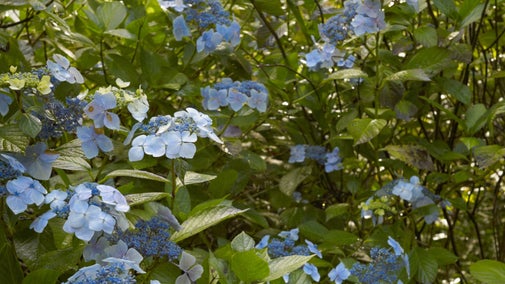 Hydrangea with blue flowers in the garden in September at Springhill, County Londonderry.